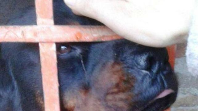 Fiscal ordenó matar a un perro rottweiler que atacó a dos nenas