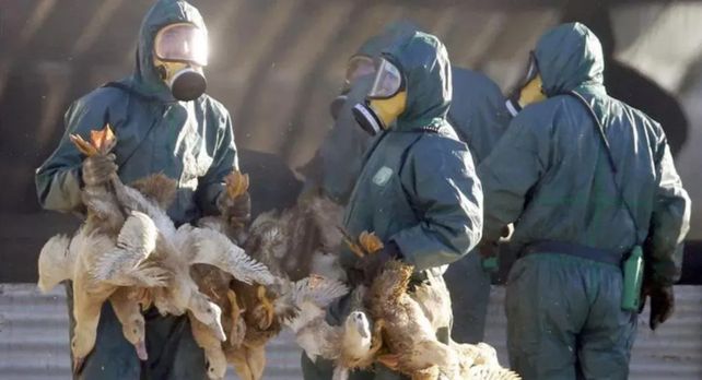 Sacrifican 190 mil gallinas y pollos por un nuevo foco de gripe aviar