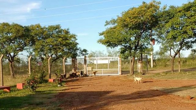 El refugio re&uacute;ne entre 60 y 70 perros que son rescatados y atendidos mientras esperan nuevos due&ntilde;os.