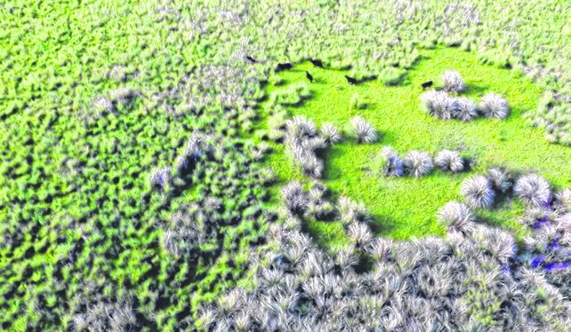 Pastoreo. Se analizaron la práctica en distintos suelos del Río de la Plata en Argentina