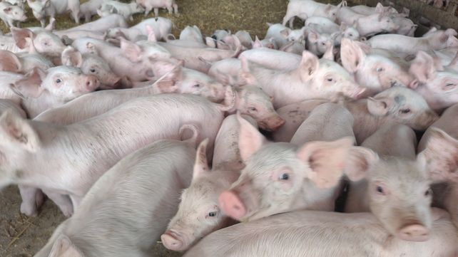 Las vacunas dirigidas al sector porcino representan una gran protección para el sector productivo.