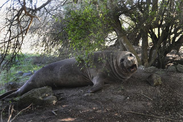 Reposo. El animal estuvo un día descansando bajo los árboles.