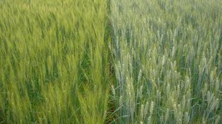 El retraso de lluvias esperadas, atenta contra las condiciones productivas del trigo.