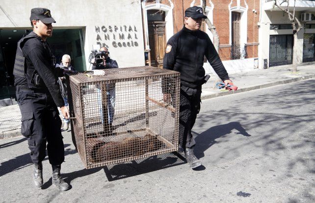 El pitbull que el domingo atacó a varias personas en zona oeste fue trasladado este miércoles al Imusa. Hay varios interesados en adoptarlo.