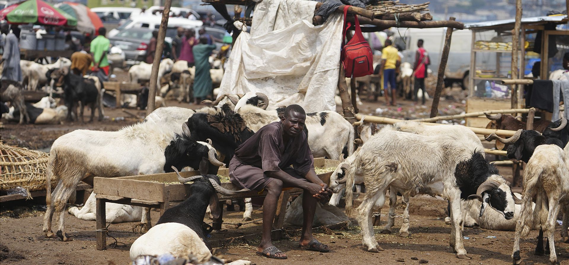 Un hombre vende carneros antes de las celebraciones del Eid al-Adha en el mercado de Kara, en Ogun, suroeste de Nigeria, el jueves 5 de junio de 2025. (Foto AP/Sunday Alamba) Un hombre vende carneros antes de las celebraciones del Eid al-Adha en el mercado de Kara, en Ogun, suroeste de Nigeria, el jueves 5 de junio de 2025. (Foto AP/Sunday Alamba)