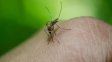 Hay 1.376 casos de dengue en la provincia y en la ciudad de Santa Fe ya confirmaron la circulación viral