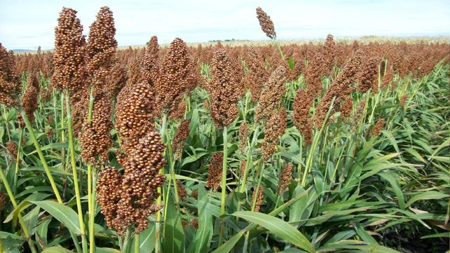 Ecuación. El margen bruto del cultivo en la región da aproximadamente unos 800 dólares por hectárea.