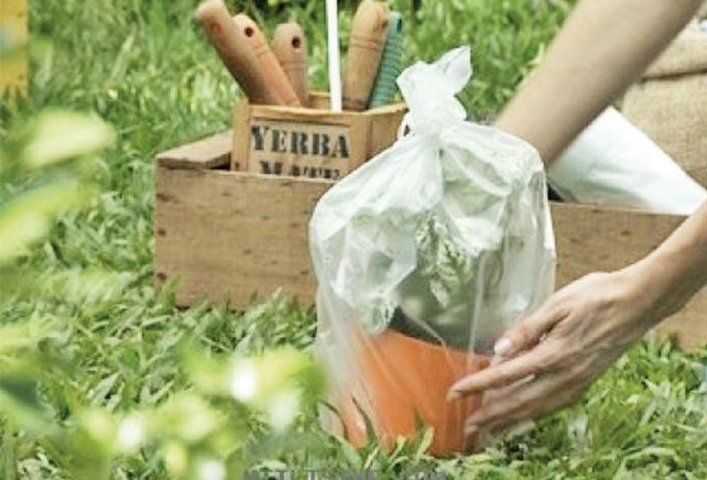 Cuidar las plantas del frío