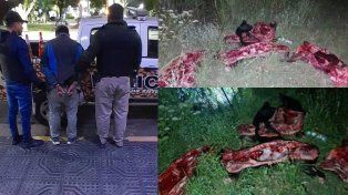 Detuvieron a un cuatrero con seis medias reses y un arma de fuego en Concordia