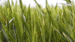 Trigo 21/22. Se esperan 19 millones de toneladas para el cereal, igualando el récord logrado durante la campaña 18/19