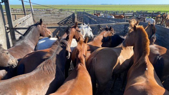 Cinco procesados por lavado y evasión a través del comercio de caballos