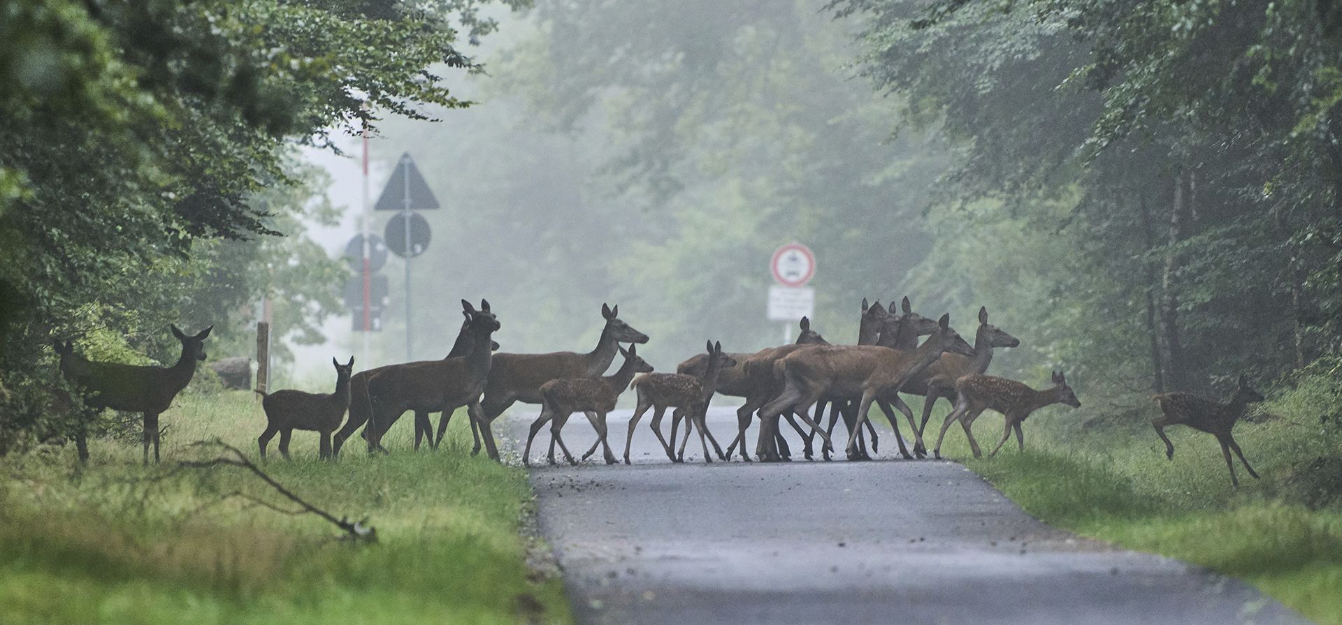 Ciervos cruzan una calle en un bosque de la región de Tauro, cerca de Frankfurt, Alemania, un lunes brumoso, 21 de julio de 2025. (Foto AP/Michael Probst) Ciervos cruzan una calle en un bosque de la región de Tauro, cerca de Frankfurt, Alemania, un lunes brumoso, 21 de julio de 2025. (Foto AP/Michael Probst)