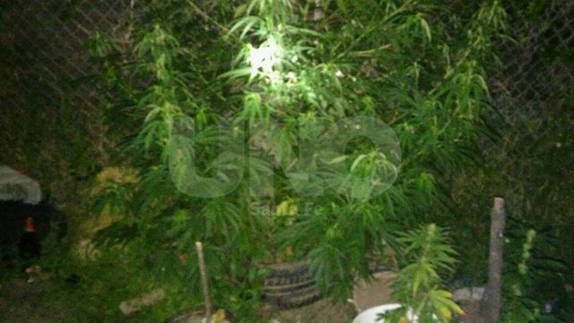 Secuestraron una decena de plantas de marihuana en Ángel Gallardo