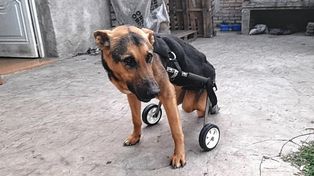 Policía paranaense confecciona carritos para mascotas con problemas de movilidad