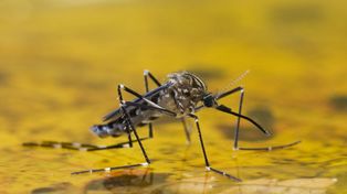 Alerta por la fiebre amarilla: hay riesgo para Misiones y Corrientes