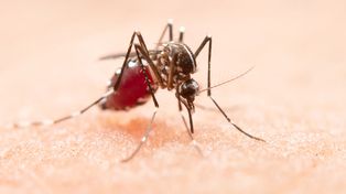 Silvina Saavedra habló de prevenir, concientizar y hacer la tarea en casa para luchar contra el dengue.
