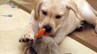 Una pareja de EEUU recibi&oacute; el primer cachorro clonado en forma comercial