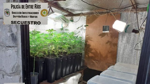 Hallaron 480 plantas de marihuana en un invernadero