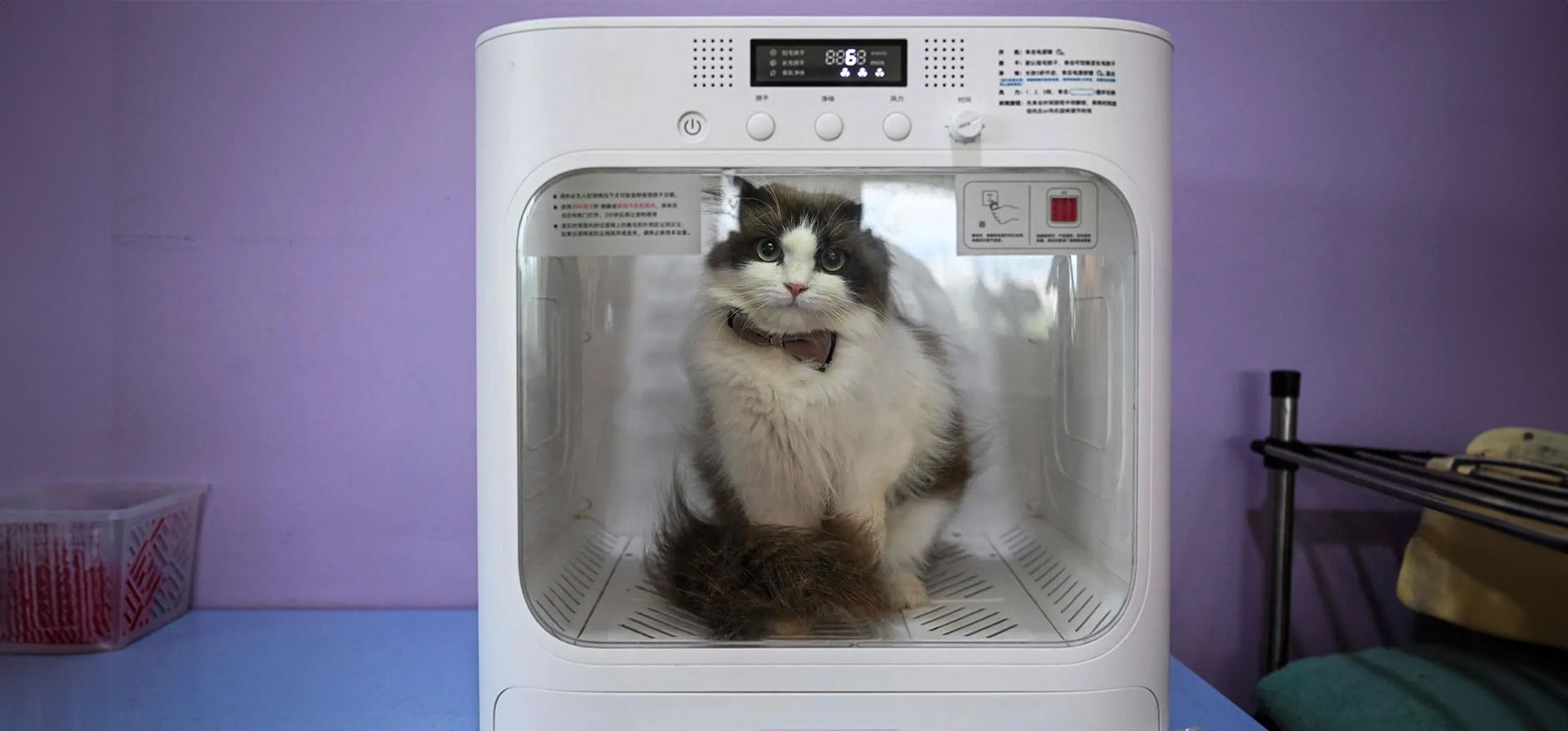 Ampang, Malasia. Un gato se sienta dentro de una secadora en Rocky Ampang, Malasia. Un gato se sienta dentro de una secadora en Rocky