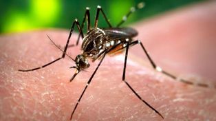 Santa Fe es una de las tres áreas del país con transmisión localizada de dengue