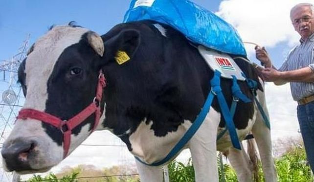 Las flatulencias bovinas, la salvación del planeta