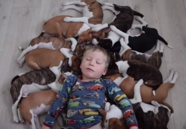 Así es la caótica vida de 16 adorables cachorros de Basenji con dos niños