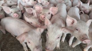 Aumento. El consumo de carne de cerdo creció 2% y llegó a 15,9 kilos por habitante por año en 2021.