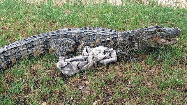 El yacaré fue capturado y luego traslado hasta el arroyo Alejandro donde se lo devolvió a su hábitat natural.&nbsp;