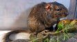 La rata vizcacha de Traslasierra, el nuevo animal registrado por equipos del Conicet y de la Administración de Parques Nacionales. La rata vizcacha de Traslasierra, el nuevo animal registrado por equipos del Conicet y de la Administración de Parques Nacionales.