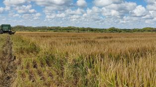 La producción de arroz entra en retenciones 0%.