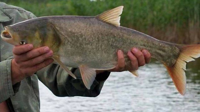 Río Uruguay: reiteran no devolver carpas asiáticas al agua tras su captura