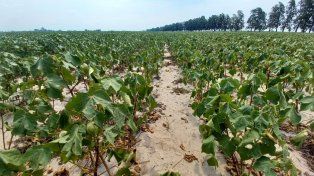 Emergencia agropecuaria