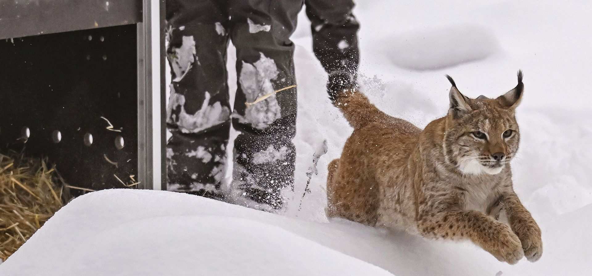 Un gato lince corre hacia la nevada Selva Negra después de abrir la caja de transporte, en Gernsbach, Alemania, el viernes 1 de diciembre de 2023. La liberación de la primera hembra de lince en la naturaleza en Baden-Wurtemberg marca el inicio del establecimiento de una población de linces. (Uli Deck/dpa vía AP) Un gato lince corre hacia la nevada Selva Negra después de abrir la caja de transporte, en Gernsbach, Alemania, el viernes 1 de diciembre de 2023. La liberación de la primera hembra de lince en la naturaleza en Baden-Wurtemberg marca el inicio del establecimiento de una población de linces. (Uli Deck/dpa vía AP)