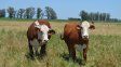 Exportaciones de carne: pese al balance positivo del 2022, preocupa la caída de los últimos meses