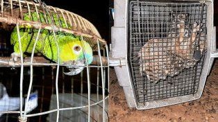 Allanamientos en Concordia: dólares, un loro hablador y un búho orejudo.