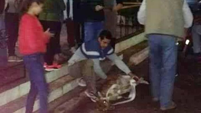 Sorpresa en Santa Elena por un bambi suelto en pleno centro