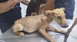 Maltrato animal: afirman que los proyectos para modificar la ley vigente borran un punto clave