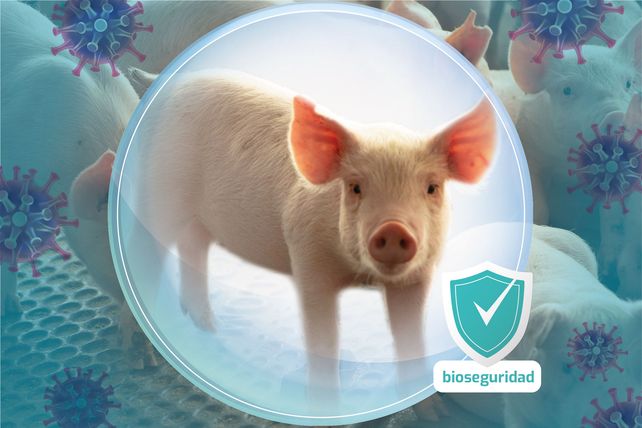 Bioseguridad, clave para la prevención de la Peste Porcina Africana