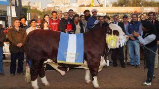 Un toro criado en Entre Ríos fue coronado Gran Campeón Macho en la Rural 2025.