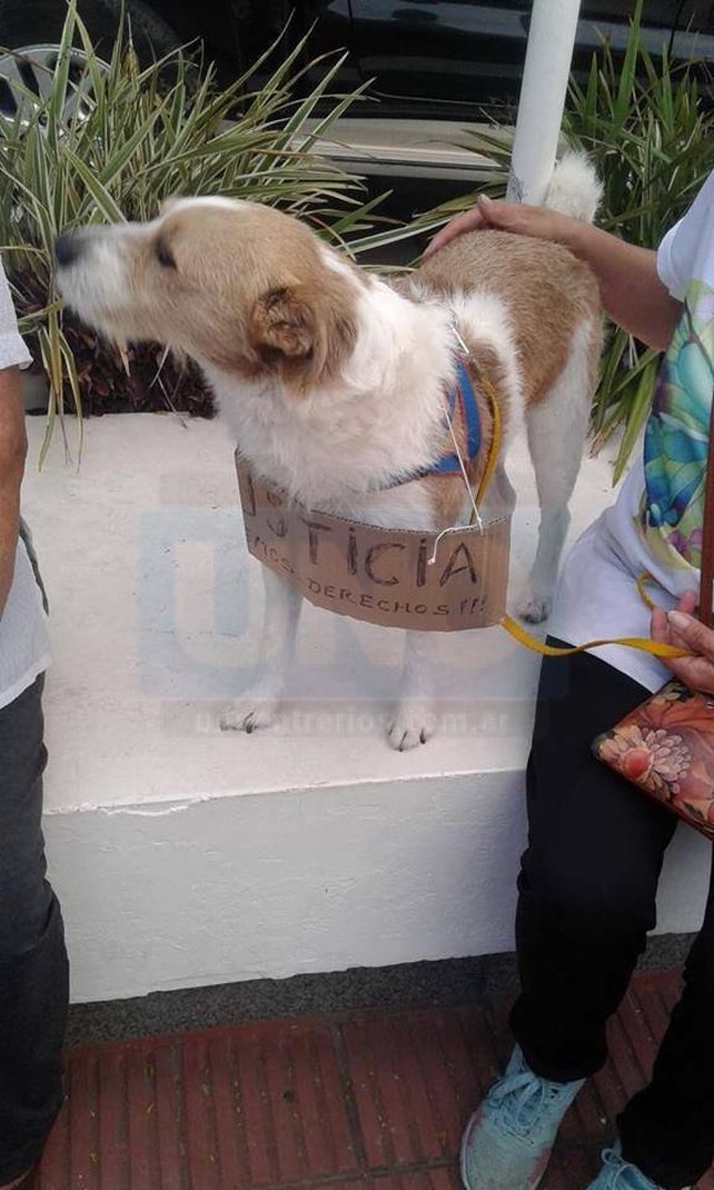 Piden aclarar el ataque a una perra a la que le sacaron los ojos y la apuñalaron