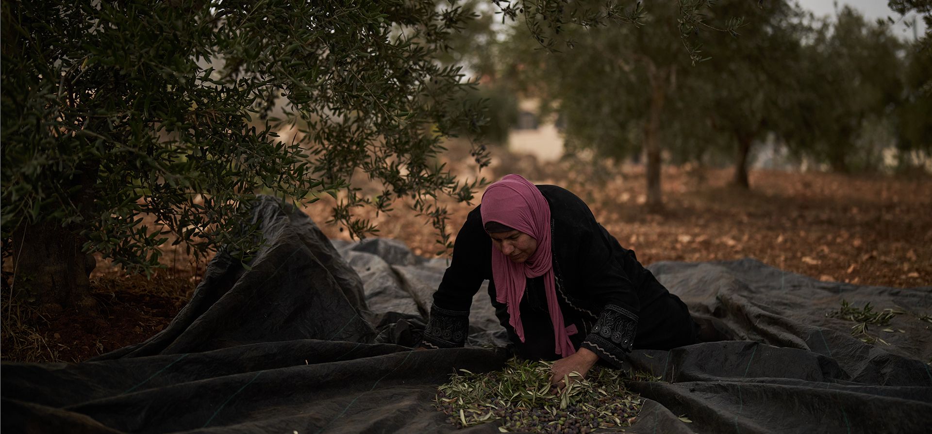 Sumaya, una mujer palestina, recoge aceitunas durante la cosecha en la localidad de Turmus Ayya, en Cisjordania, el miércoles 14 de octubre de 2026. (Foto AP/Leo Correa) Sumaya, una mujer palestina, recoge aceitunas durante la cosecha en la localidad de Turmus Ayya, en Cisjordania, el miércoles 14 de octubre de 2026. (Foto AP/Leo Correa)