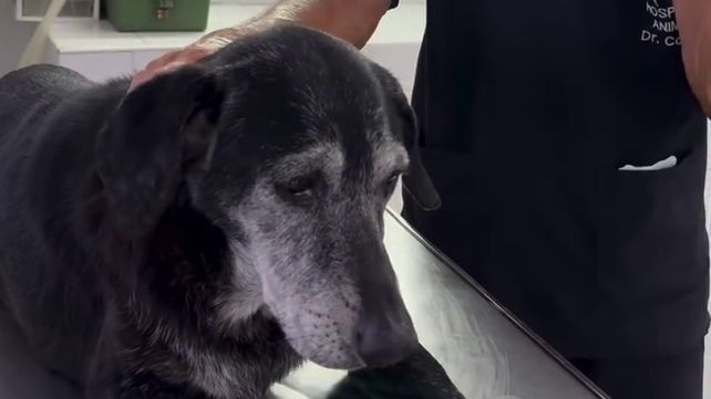 La perra recibió el alta hospitalaria el último sábado.