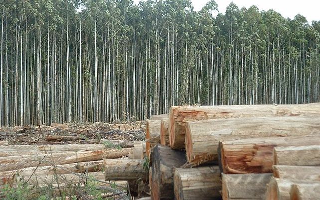 Federación: un trabajador murió aplastado por un árbol
