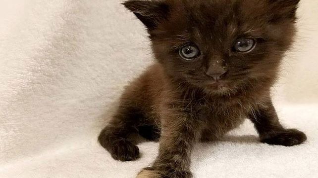 El extraño motivo por el que más de 300 personas quieren adoptar este gato