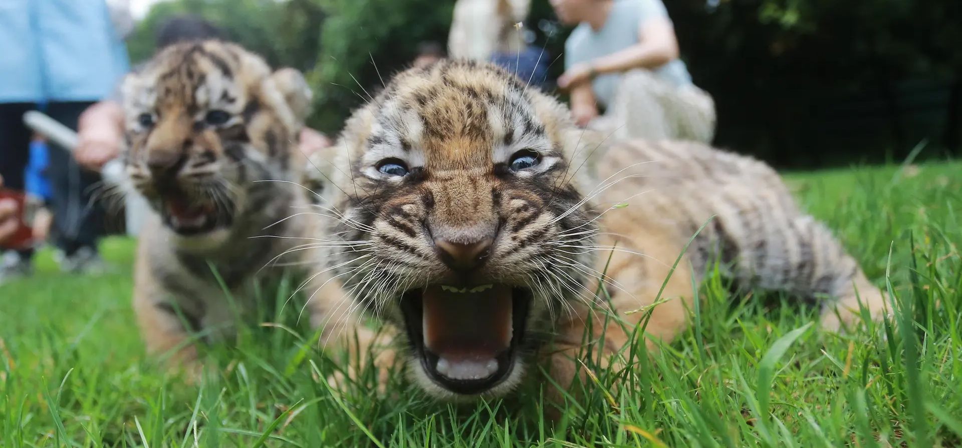 Cachorros de tigre siberiano se presentan a los visitantes en el zoológico de Yangzhou, Jiangsu, China. Fotografía: Rex/Shutterstock Cachorros de tigre siberiano se presentan a los visitantes en el zoológico de Yangzhou, Jiangsu, China. Fotografía: Rex/Shutterstock