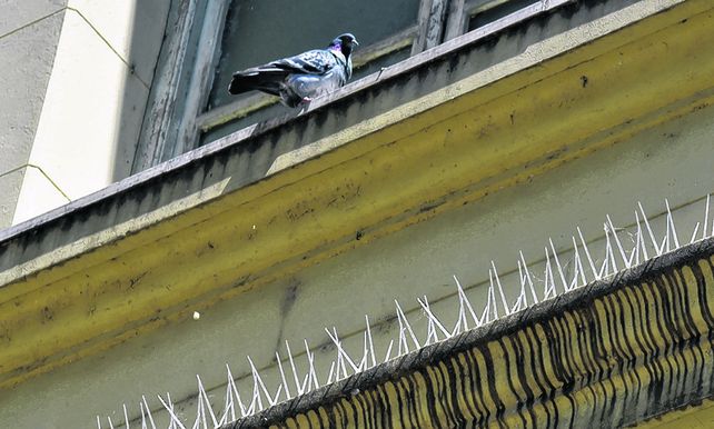 acá no. En muchos edificios se suelen colocar pinchos para evitar que las palomas se acerquen a las ventanas.