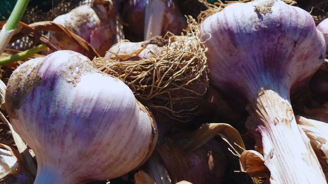 Mulching orgánico: un aliado para el cultivo de ajo