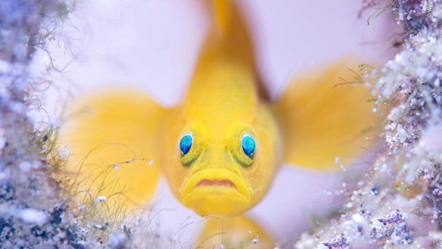 Las imágenes que concursan por el premio al Fotógrafo de Vida Silvestre 2018