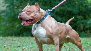 La advertencia del Imusa ante los ataques de pitbulls: Cuando muerden hacen desastre
