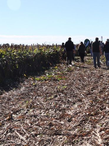 Sorgo en el sur santafesino: ensayos del Inta Oliveros ratifican su potencial productivo